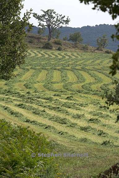 field along d216 2 graphic